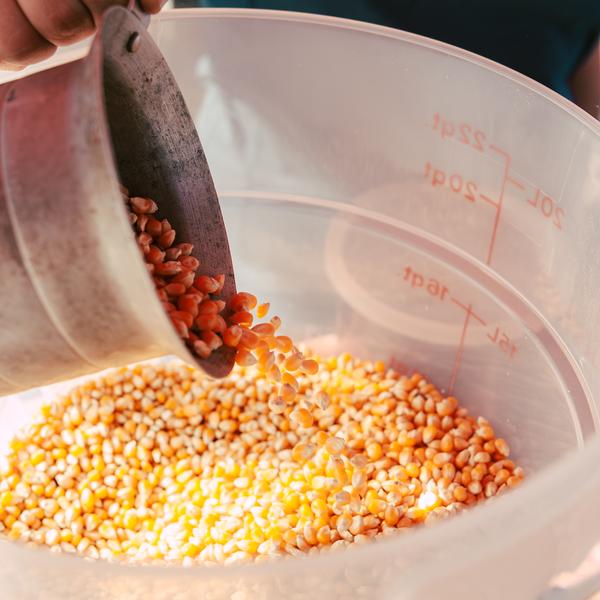 A scoop of popcorn kernels